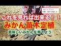 みかんの苗木を植え付けよう！！柑橘果樹の定植を植え方を解説！！