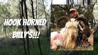 BOHUNTING Goats AUSTRALIA (CRAZY GENETICS!!!)