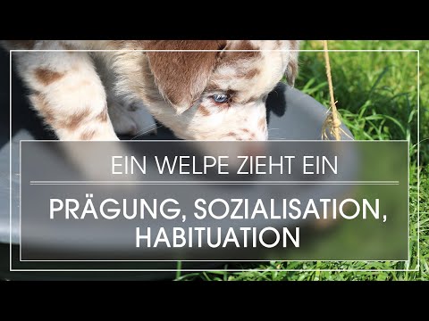 Video: Warum Ist Die Sozialisation Von Welpen Wichtig?