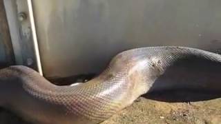 ular porno