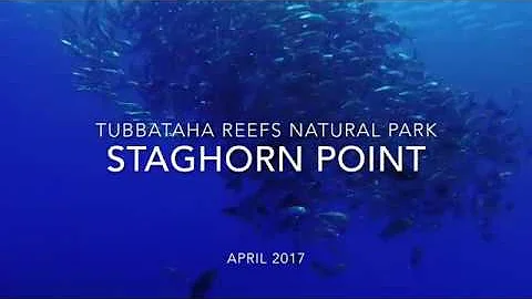 Staghorn Point - Tubbataha Reefs Natural Park