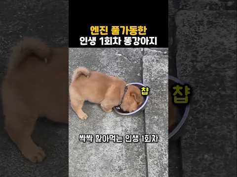 엔진 풀가동한 인생1회차 똥강아지 thumbnail