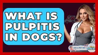 What Is Pulpitis In Dogs? - Ask A Pet Vet