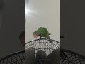 Betjo #parrot #birds #betetjawa
