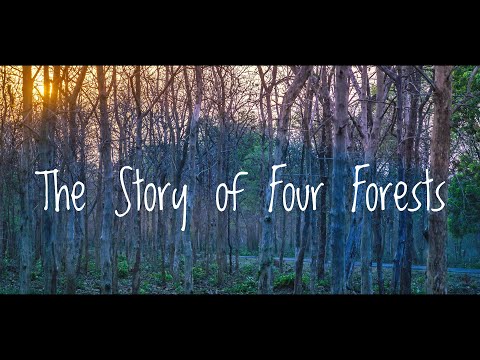 The Story of Four Forests | Pench | Kanha | Tadoba |Umred |Bandhavgarh|Tiger reserve forest of India
