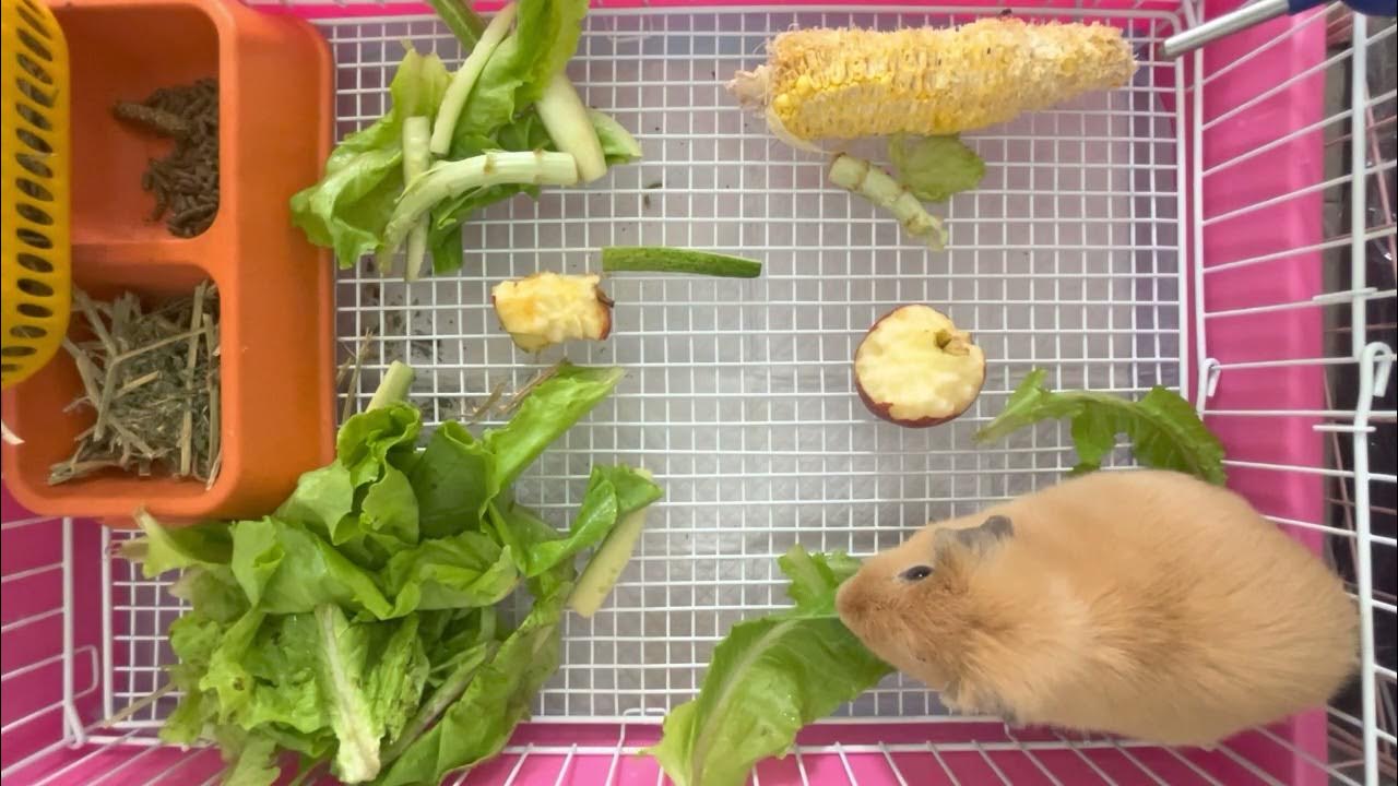 Guinea Pig eat Salads YouTube
