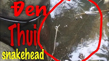 Câu cá lóc bằng vịt con trúng mánh ổ đen thui snakehead fishing