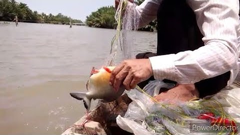 một ngày thả lưới cá mè dính luôn mấy em cá chim khủng (p24)