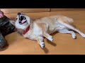 犬語で文句を言う柴犬