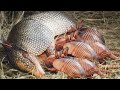 How Armadillo Giving Birth To Cute Baby