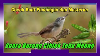 Suara Burung Ciblek Tebu Meong