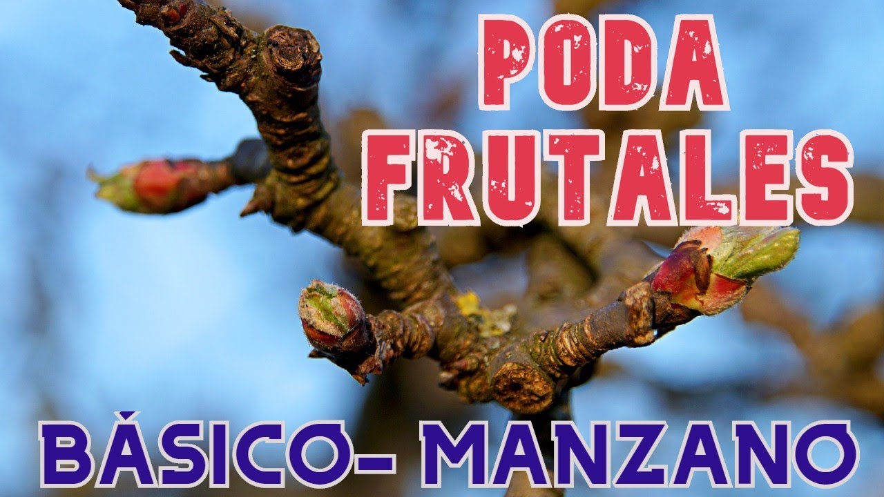 PODA DE FRUTALES EN CLIMA FRÍO-MANZANA NIVEL BÁSICO