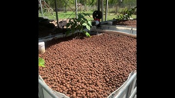 Aquaponic System 1.0 (Duckaponics)