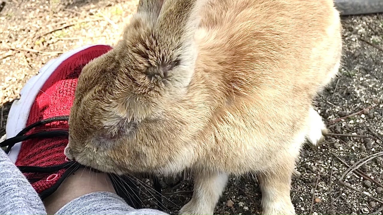 Pampered Rabbit Pampered rabbit lost one eye - YouTube