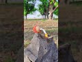 fusshi bom ka dhamaka 😱😱 #shorts #trendingshorts #viral #youtubeshorts #comedy #entertainment