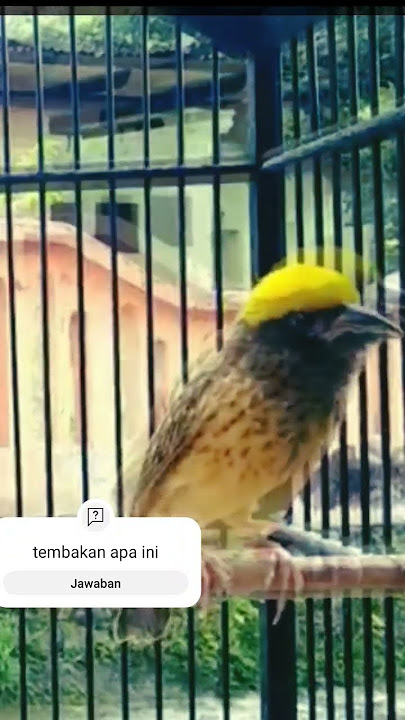 Masteran Manyar kepala emas isian Cililin @MASTER_KICAU_CHANNEL