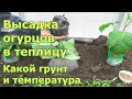 Высадка огурцов в поликарбонатную теплицу. При какой температуре грунта и что положила в лунки.