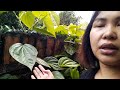 Cây dầu không công dụng như thế nào