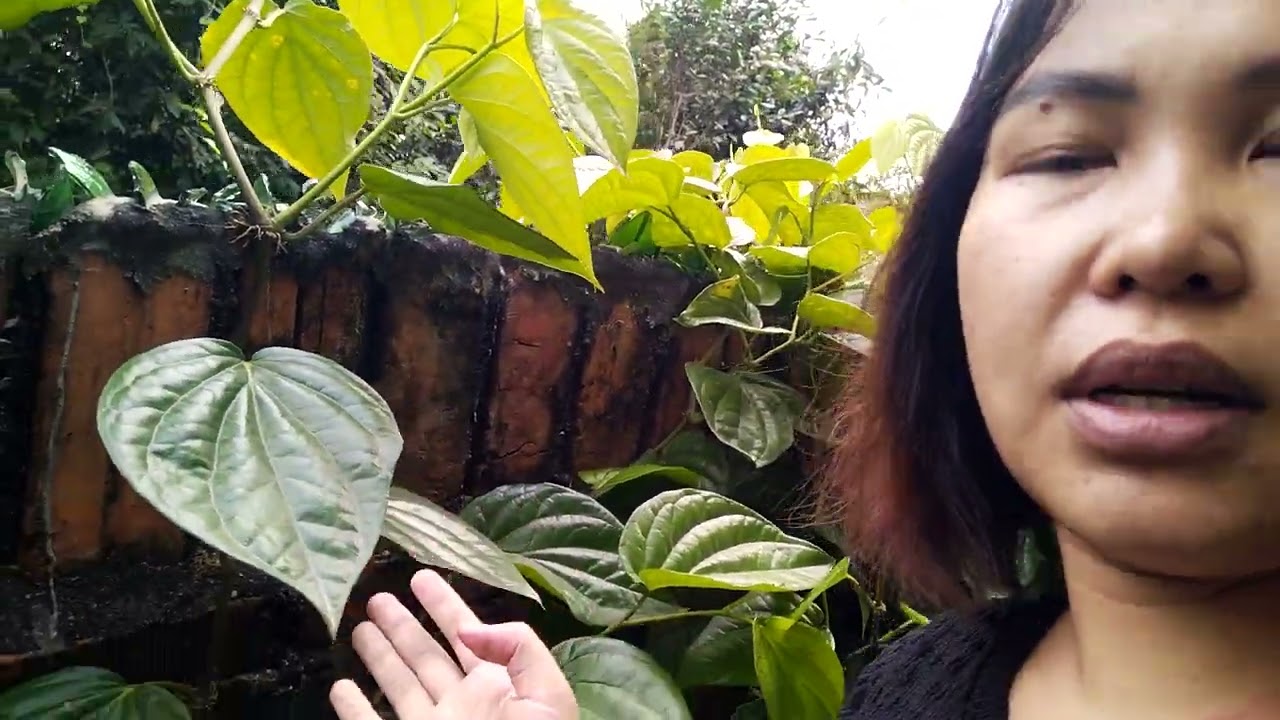 Cây dầu không công dụng như thế nào
