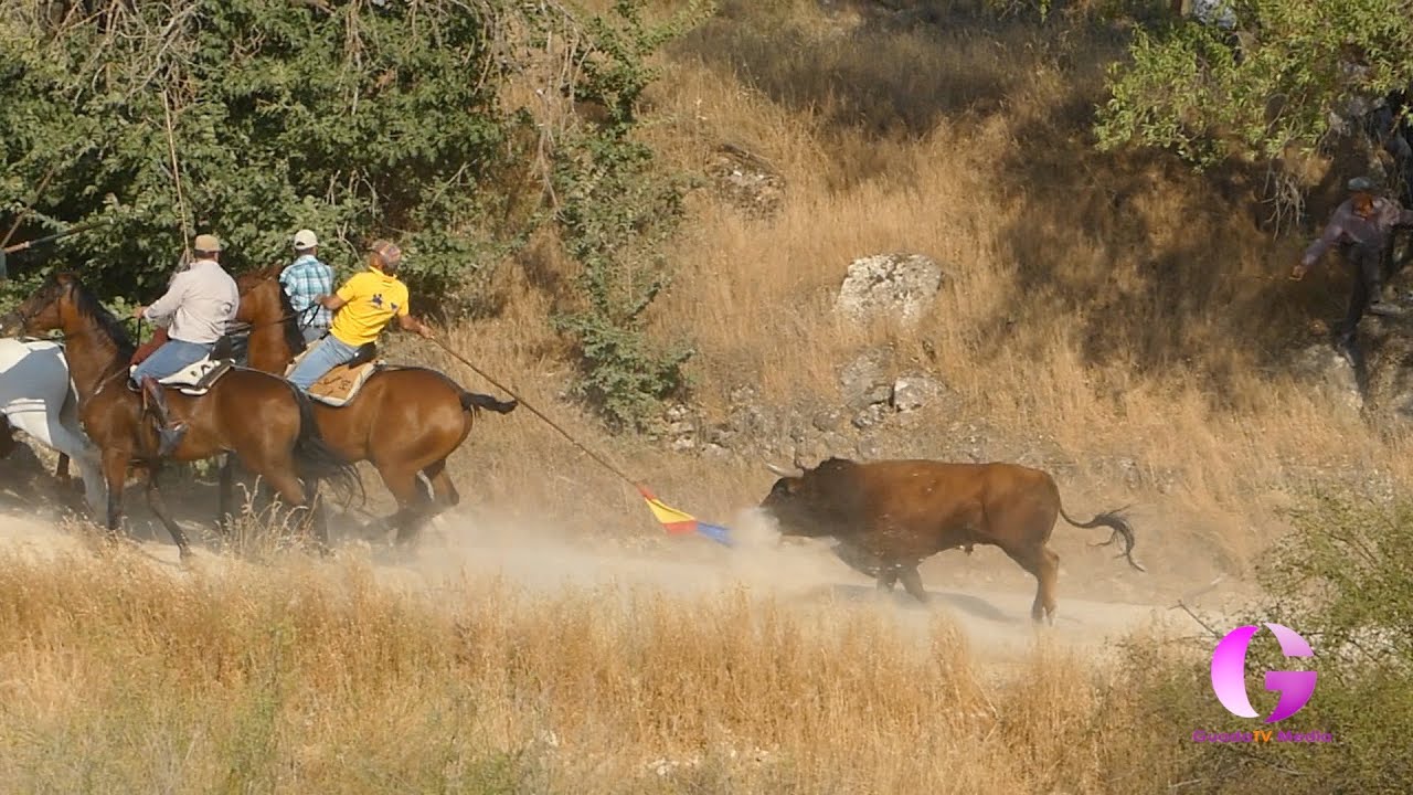 Les ofrecemos las mejores imágenes del encierro de Brihuega