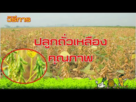 วีดีโอ: เกี่ยวกับพืชถั่วเหลือง - เคล็ดลับในการปลูกถั่วเหลืองในสวน