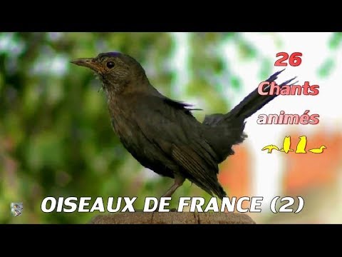 Vidéo: Quels Oiseaux Volent Du Sud Le Tout Premier