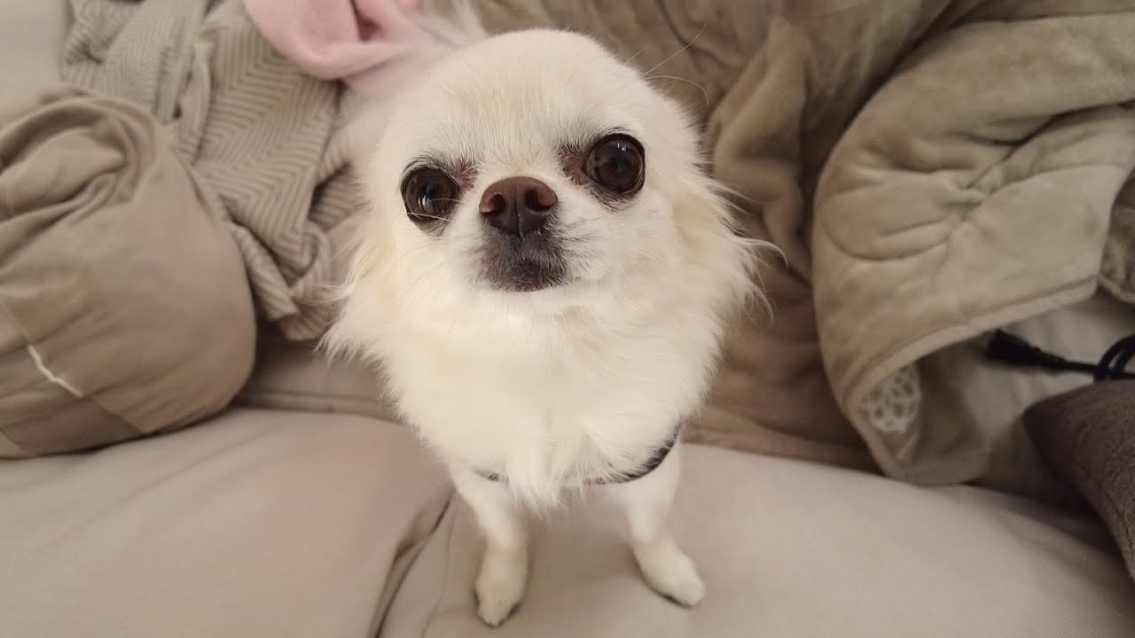 珍しくお散歩に乗り気…！身を乗り出し私も行きたいと訴える箱入り娘チワワ