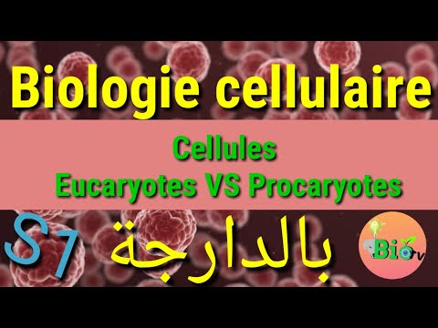 Vidéo: Quels ont évolué les premiers procaryotes ou eucaryotes ?