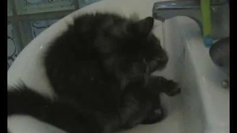 Watch the video about Our Maine coon kitten loves water!