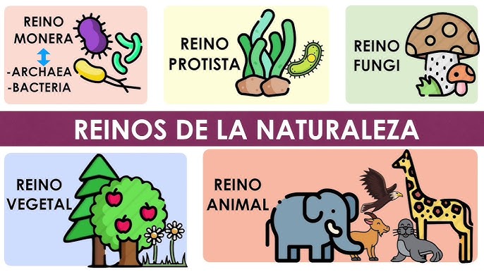 Los reinos de la naturaleza (Características y ejemplos) - YouTube