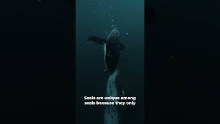 Antarctic apex predator Leopard seal facts sea seal shorts ocean sealife