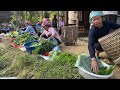 Harvest vegetables and bring them to the market to sell–Uniquely at the local market | Hoang Thi Soi