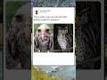 This owl is 10% bird, 90% regret.