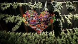 STONED AGIN BLACK LIGHT POSTERS WEED BUD MARY JANE PHOTO HARVEST OREGON OMMP