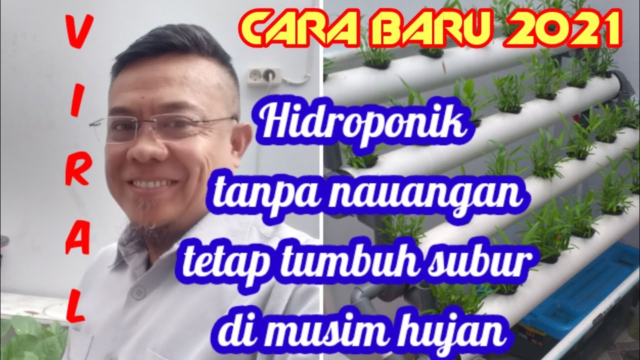 Cara menanam pakcoy hidroponik 2021 bagi pemula tanpa naungan 