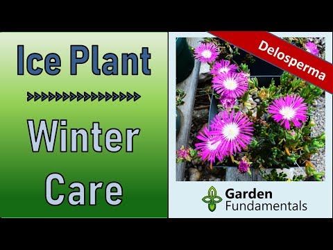 Vídeo: Delosperma Plant Care - Cultiu de plantes de gel de Mesa Verde al jardí