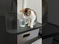 お笑いを勉強中の猫