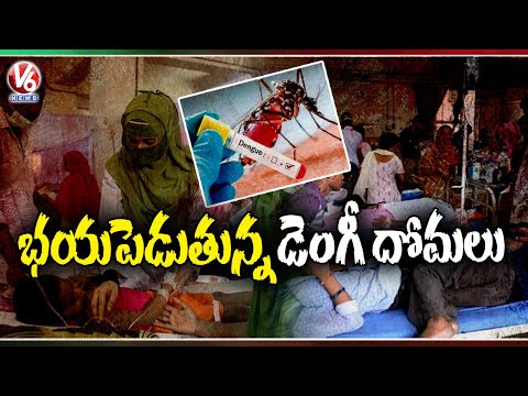 Hyderabad City People In Panic Situation With Increase Of Mosquitoes | Dengue Fever | V6 News - V6NEWSTELUGU