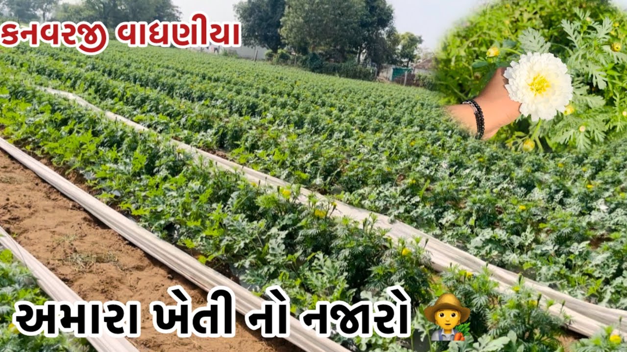 અમારા ખેતી નો નજારો 