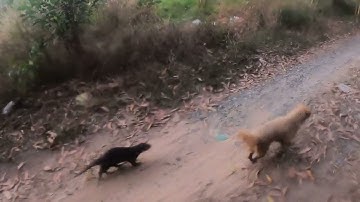 Rái cá Titi được học lụm rác cuối cùng giờ gặp rác dưới sông toàn gọi Tiun giúp