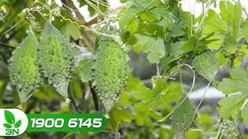 Điều gì đã khiến cây khổ qua nứt thân mục thân? | VTC16