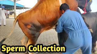 How Collect semen Of Bull @ Bovine Sperm Station India|Farming Technology