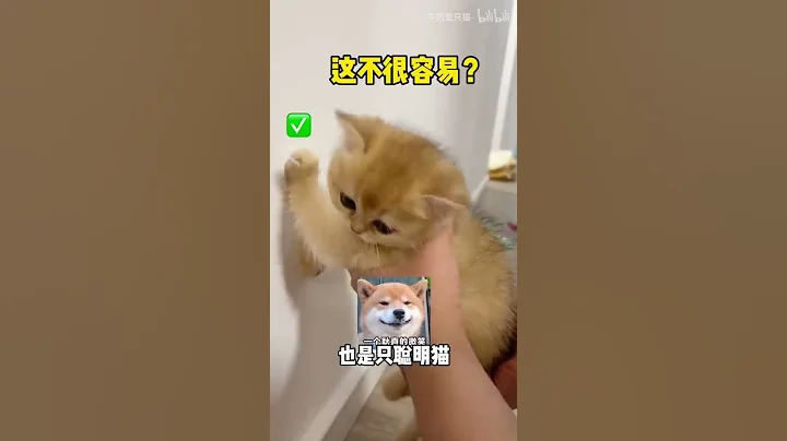 【牛奶是只猫】小老三为啥与众不同？难道是天选之子？ - 天天要闻