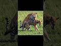 Ethiopian Wolf Vs Tiger Battle Shortvideo Shortsfeed Animalbattle Wildlifeentertainment Ethiopian Wolf Vs Tiger Battle Shortvideo Shortsfeed Animalbattle Wildlifeentertainment