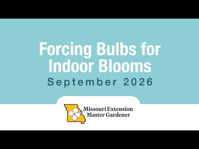 Watch Forcing Bulbs for Indoor Blooms on YouTube.