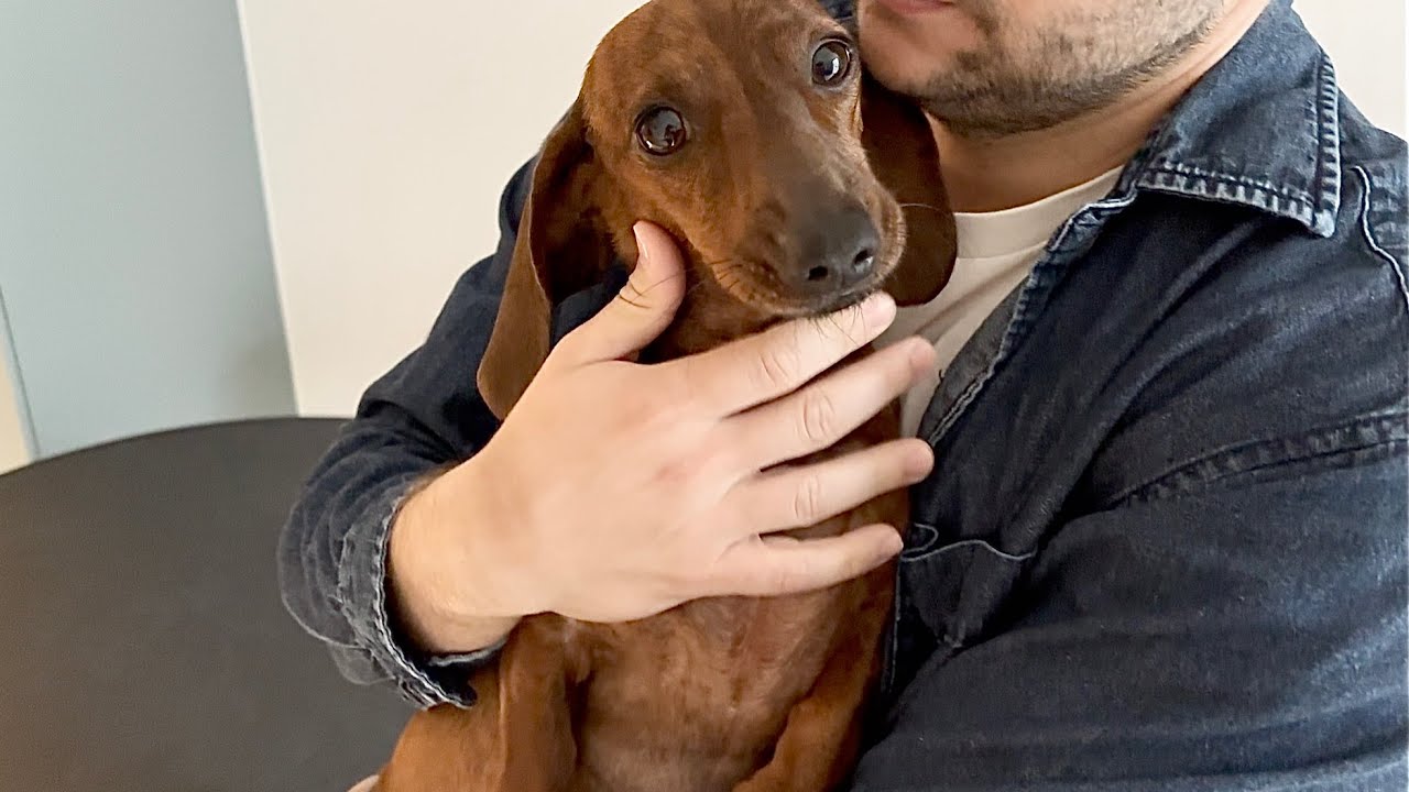 Mini dachshund sees dad off to work