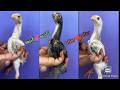 Parrot Beak Chicks | 8639717935 | Long Tail Chicks | Video 1142 | Rythu Market 1
