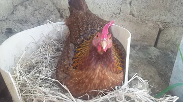 ¿Cuántos huevos fértiles puede poner una gallina en un día?