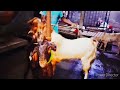 Big Totapori Breeder in breeding mode with_তোতাপুরি ছাগল