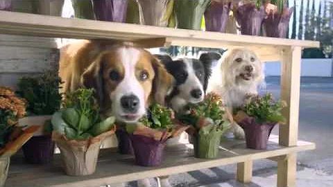 Super Bowl 50: Doritos Ad